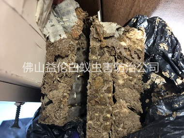 高明白蚁巢灭治工程